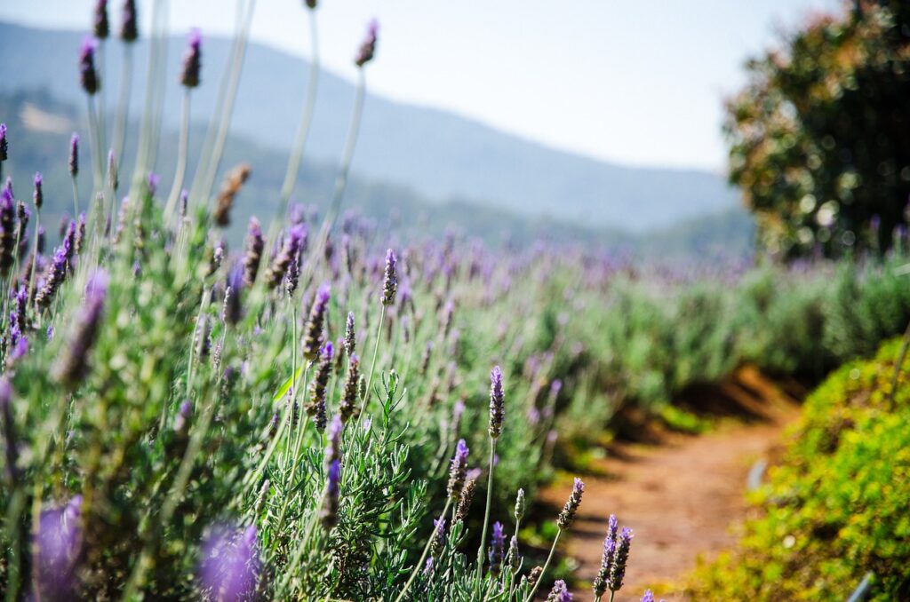 lavender, flowers, plantation