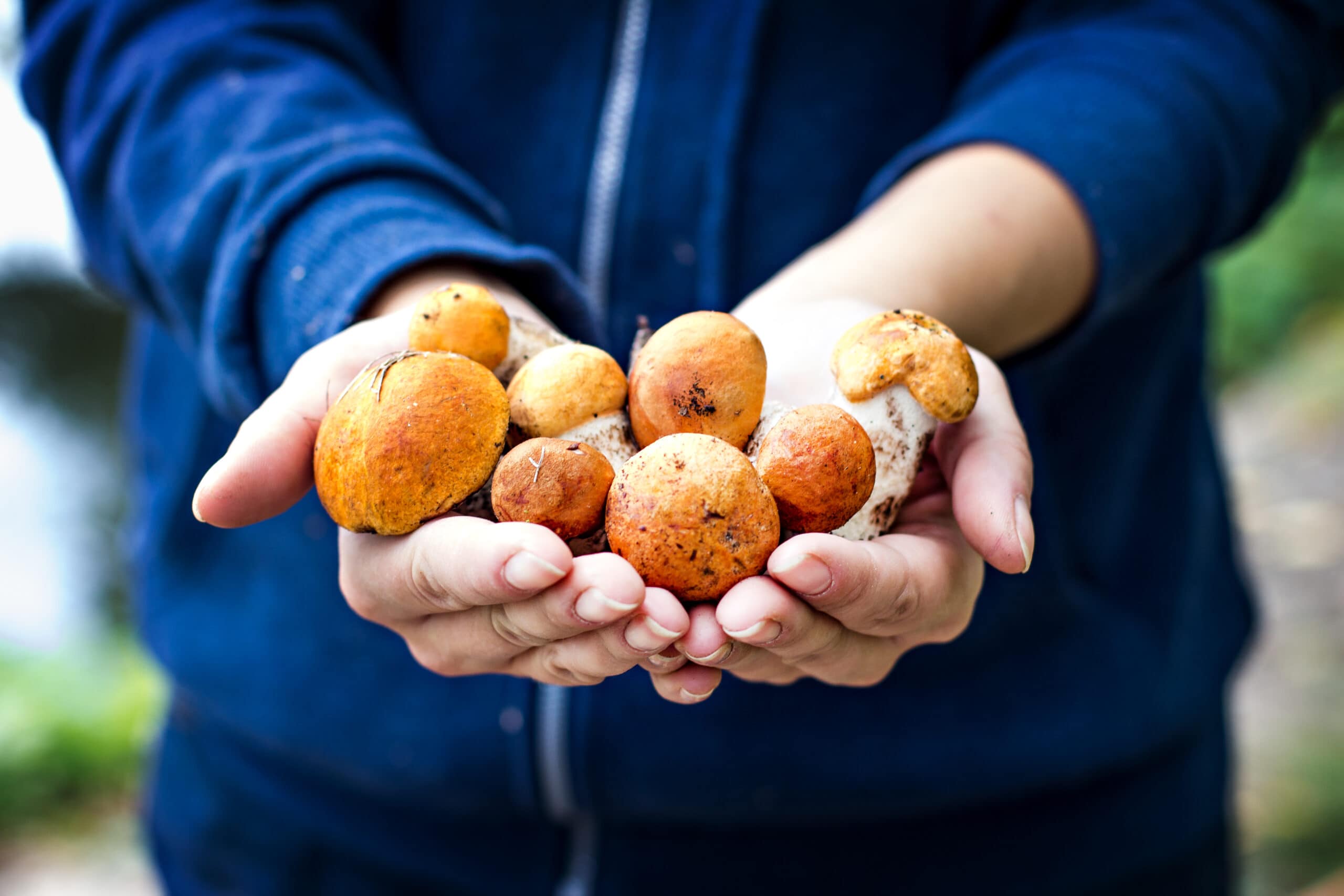 White mushroom in female hands. Picking mushrooms. Autumn forest. Autumn inspiration.