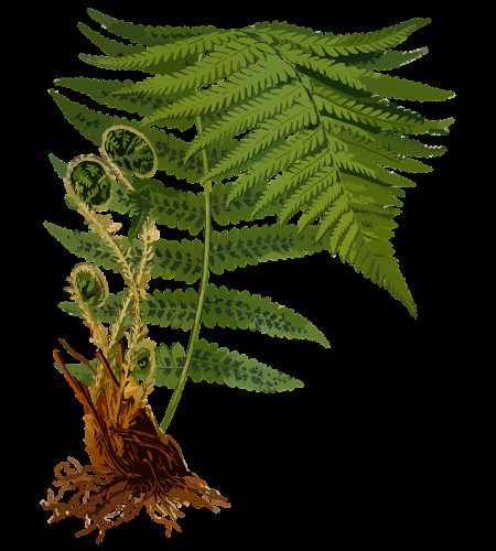 branch, fern, forest